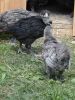 DSC04044.JPG