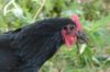 DSC04248.JPG