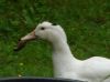 Filnavn=DSC06756.JPG
Filstørrelse=62KiB
Dimensioner=1024x767
Dato for tilføjelse=%30 %440, %2010 DSC06756.JPG