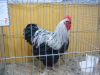 Filnavn=Orpinton_hane_Birkefarvet.JPG
Filstørrelse=134KiB
Dimensioner=1024x768
Dato for tilføjelse=%26 %958, %2008 Orpinton_hane_Birkefarvet.JPG