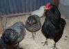 Araucana3.jpg