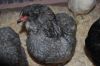 Filnavn=Araucana4.jpg
Filstørrelse=88KiB
Dimensioner=1024x685
Dato for tilføjelse=%05 %586, %2009 Araucana4.jpg