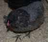 Filnavn=Araucana8.jpg
Filstørrelse=93KiB
Dimensioner=1024x894
Dato for tilføjelse=%05 %587, %2009 Araucana8.jpg