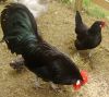 Filnavn=Black_Danish_Landrace_fowl01.jpg
Filstørrelse=238KiB
Dimensioner=800x714
Dato for tilføjelse=%22 %362, %2011 Black_Danish_Landrace_fowl01.jpg