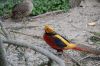 DSC_1517.JPG
