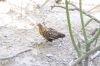 DSC_1682.JPG