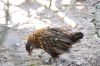 DSC_1685.JPG