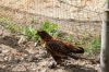 DSC_1699.JPG