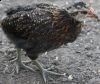 Filnavn=araucana-kylling.jpg
Filstørrelse=114KiB
Dimensioner=690x585
Dato for tilføjelse=%20 %693, %2009 araucana-kylling.jpg