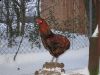 araucana-hane1_070210_800x600.jpg