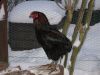 araucana-hane2_070210_800x600.jpg