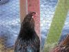 araucana-hane2_n_r_070210_800x600.jpg