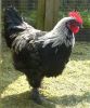 Filnavn=Rooster1.jpg
Filstørrelse=152KiB
Dimensioner=859x1024
Dato for tilføjelse=%12 %512, %2010 Rooster1.jpg