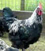 Filnavn=Rooster1_1.jpg
Filstørrelse=149KiB
Dimensioner=919x1024
Dato for tilføjelse=%12 %512, %2010 Rooster1_1.jpg