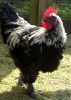 Filnavn=Rooster1_2.jpg
Filstørrelse=126KiB
Dimensioner=735x1024
Dato for tilføjelse=%12 %511, %2010 Rooster1_2.jpg