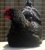 Filnavn=hen.jpg
Filstørrelse=171KiB
Dimensioner=910x991
Dato for tilføjelse=%12 %511, %2010 hen.jpg