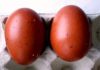 Filnavn=maran_egg_61_og_66.jpg
Filstørrelse=63KiB
Dimensioner=1024x720
Dato for tilføjelse=%26 %006, %2010 maran_egg_61_og_66.jpg