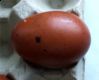 maran_egg_66.jpg
