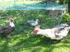 IMG_0560_28Medium29.JPG