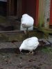 Filnavn=DSC01849.JPG
Filstørrelse=122KiB
Dimensioner=768x1024
Dato for tilføjelse=%03 %526, %2009 DSC01849.JPG