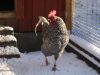 Filnavn=DSC03662.JPG
Filstørrelse=114KiB
Dimensioner=1024x768
Dato for tilføjelse=%31 %641, %2010 DSC03662.JPG