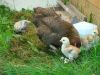 090613_1_Guld_Sortb_ndet_(Agerh_nefarvet)_H_ne_med_2_ugers_kyllinger.JPG