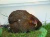 090613_2_Guld_Sortb_ndet_(Agerh_nefarvet)_H_ne_med_5_dages_kyllinger.JPG