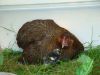 090613_3_Guld_Sortb_ndet_(Agerh_nefarvet)_H_ne_med_5_dages_kyllinger.JPG
