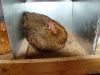 090613_Guld_Sortb_ndet_(Agerh_nefarvet)_p__rede.JPG