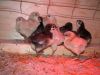 australorp_3_dage.JPG