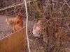 Hons_feb__2011_068.JPG