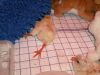 Kyller_21_07_2012_010-001.JPG