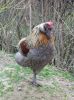 honsebilleder_april-maj_2013_017.JPG
