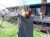 honsebilleder_april-maj_2013_053.JPG