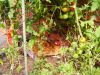 sept__2011_010.JPG
