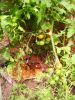 sept__2011_011.JPG