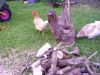 sommer_2011_009.JPG