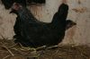 Chabos_-_egne_2011_282729.JPG