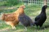Araucana2C_New_Hampshire_og_Brakel.JPG