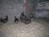 DSCN9465.JPG