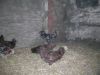 DSCN9468.JPG
