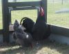 Filnavn=Australorps.jpg
Filstørrelse=137KiB
Dimensioner=800x635
Dato for tilføjelse=%09 %623, %2010 Australorps.jpg