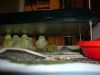 DSC00892-1.JPG