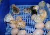 DSC00917-1.jpg