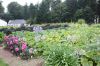 Image00036.jpg