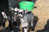 Gedekid_16032011.jpg