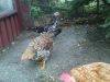 DSC00291.JPG