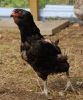 Filnavn=araucana2.jpg
Filstørrelse=130KiB
Dimensioner=583x700
Dato for tilføjelse=%19 %494, %2010 araucana2.jpg