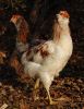 araucana2~0.jpg