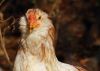 araucana3~0.jpg